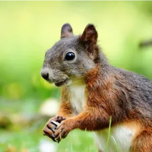 platzhalter_eichhoernchen